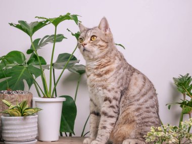 Tahta sehpanın üzerindeki portre zencefilli kedi, havayı temizleyen ev bitkileriyle Monstera, filodendron selloum, Zamioculcas zamifolia, yılan bitkisi, benekli betle, Ficus Lyrata, lastik bitki, beyaz odada kaktüs.