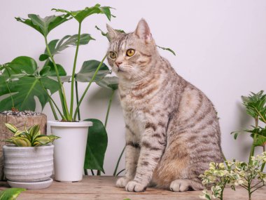 Tahta sehpanın üzerindeki portre zencefilli kedi, havayı temizleyen ev bitkileriyle Monstera, filodendron selloum, Zamioculcas zamifolia, yılan bitkisi, benekli betle, Ficus Lyrata, lastik bitki, beyaz odada kaktüs.