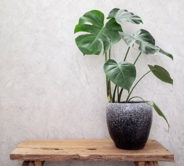 Canavar, İsviçre peynir fabrikası, Pencere bitkisi botanik ev bitkisi grunge ahşap masa ve beton tavan arası arka planı üzerinde modern konteynır bitki, iç mimari için egzotik bitki