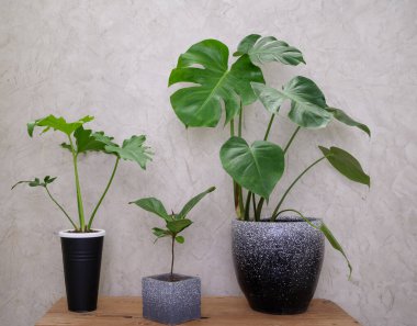 Beyaz çatı katındaki ahşap masa üzerinde çeşitli ev bitkileri, doğal hava Monstera, filodendron selloum, Ficus Elastica Burgundy iç mekan için ünlü bitki