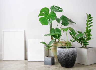 İki boyutta ahşap poster çerçevesi ve Monstera, Philodendron ve Rubber bitkisi botanik ev bitkisini modern oturma odasındaki güzel beton kapta çatı katı duvarlı güzel bir şekilde tasarla.