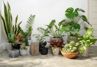 Beyaz odadaki çimento zemininde modern tarz konteynırlarda çeşitli ev bitkileri, Monstera, Philodendron selloum, Kaktüs, Aroid palmiyesi, Zamioculcas zamifolia, Ficus Lyrata, benekli beşik, yılan bitkisi