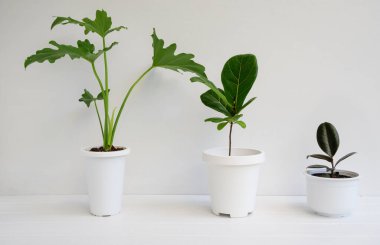 Beyaz ahşap masa ve beyaz oda duvarları üzerinde çeşitli ev bitkileri Philodendron selloum, Rubber bitki, Ficus Lyrata ile doğal hava arınır