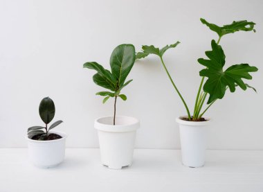 Beyaz ahşap masa ve beyaz oda duvarları üzerinde çeşitli ev bitkileri Philodendron selloum, Rubber bitki, Ficus Lyrata ağacı ile doğal hava saflaştırma
