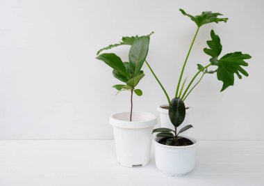 Beyaz ahşap masa ve beyaz oda duvarları üzerinde çeşitli ev bitkileri Philodendron selloum, Rubber bitki, Ficus Lyrata ağacı ile doğal hava saflaştırma