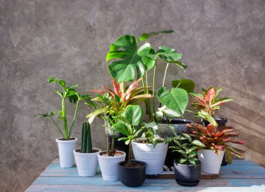 Modern moda konteynır ahşap masa beton arka planda, doğal hava Monstera, Philodendron selloum, Aroid palmiyesi, Zamioculcas zamifolia, Ficus Lyrata, Bromeliad in sun ışığı altında.