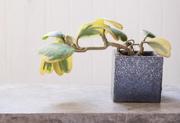 Hoya Kerrii Variegate Heart Shape Leaves House Plant Modern Concrete — 스톡 사진