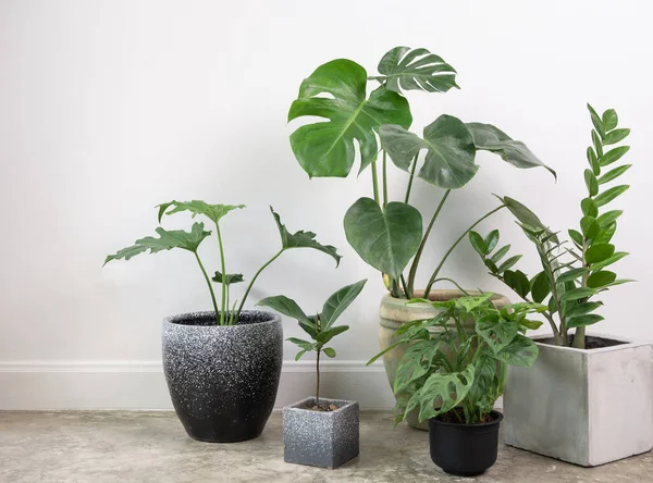 Különböző Ház Növények Modern Stílusos Konténeron Cement Padló Fehér Szobában — Stock Fotó
