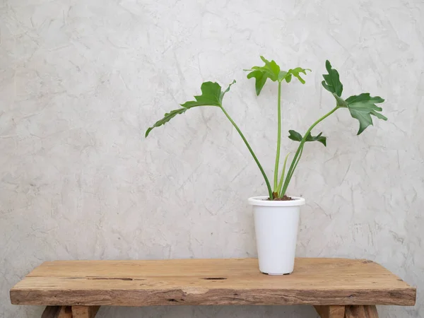 Philodendron Selloum Planta Casa Tropical Botánica Maceta Blanca Moderna Mesa — Foto de Stock