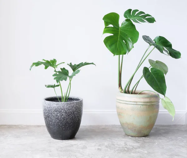 Las Plantas Exóticas Casa Monstera Philodendron Selloum Envase Moderno Estilo — Foto de Stock