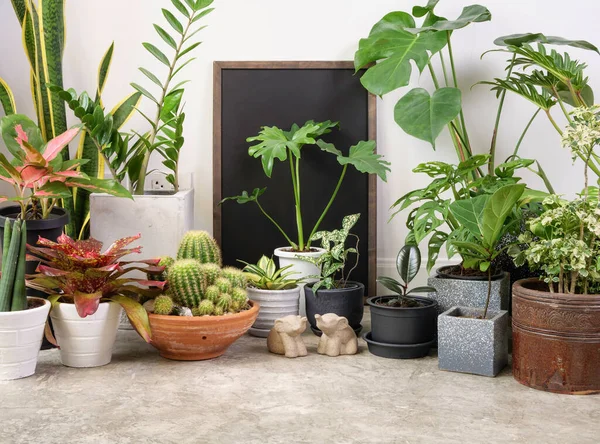 Poster frame and various house plants in modern stylish container on cement floor and elephant in white room,natural air purify with Monstera,philodendron selloum, Cactus,Aroid palm,Zamioculcas zamifolia,Ficus Lyrata,Spotted betel,snake plant