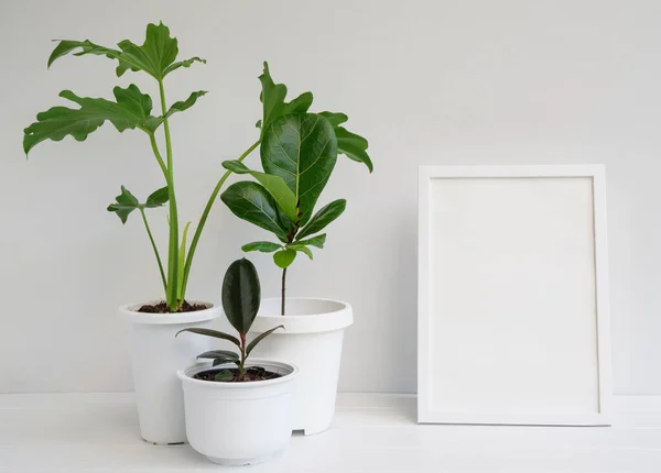在白色房间内部的白色木制桌子上 用现代时尚的容器装饰相框和室内植物 用Philodendron Selloum 橡胶工厂 Ficus Lyrata净化自然空气 — 图库照片