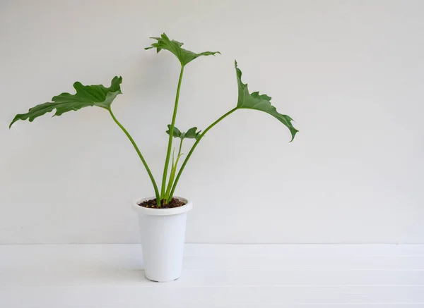 Экзотические Растения Филодендрон Selloum Современном Стильном Контейнере Белом Деревянном Столе — стоковое фото