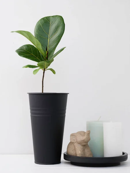 Composition Moderne Avec Élément Élégant Fiddle Fig Plante Intérieur Vase — Photo