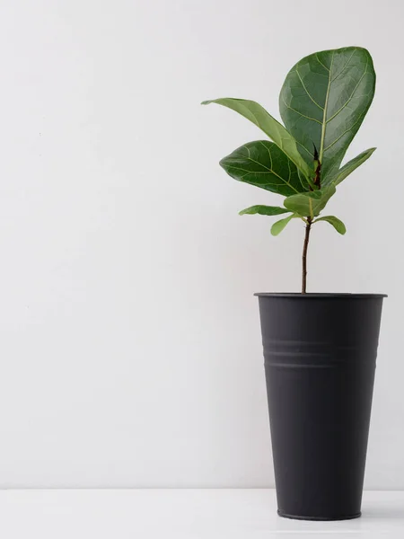Mininmal Plante Intérieur Élégante Dans Pot Long Noir Moderne Sur — Photo