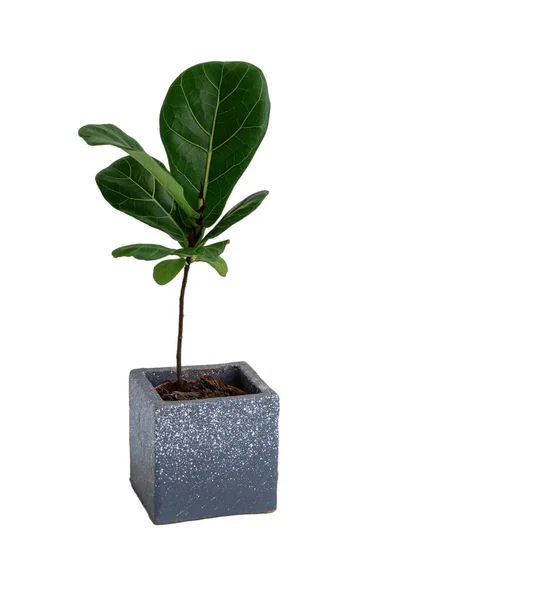 Mininmal Plante Intérieur Élégante Dans Pot Béton Moderne Isolé Sur — Photo
