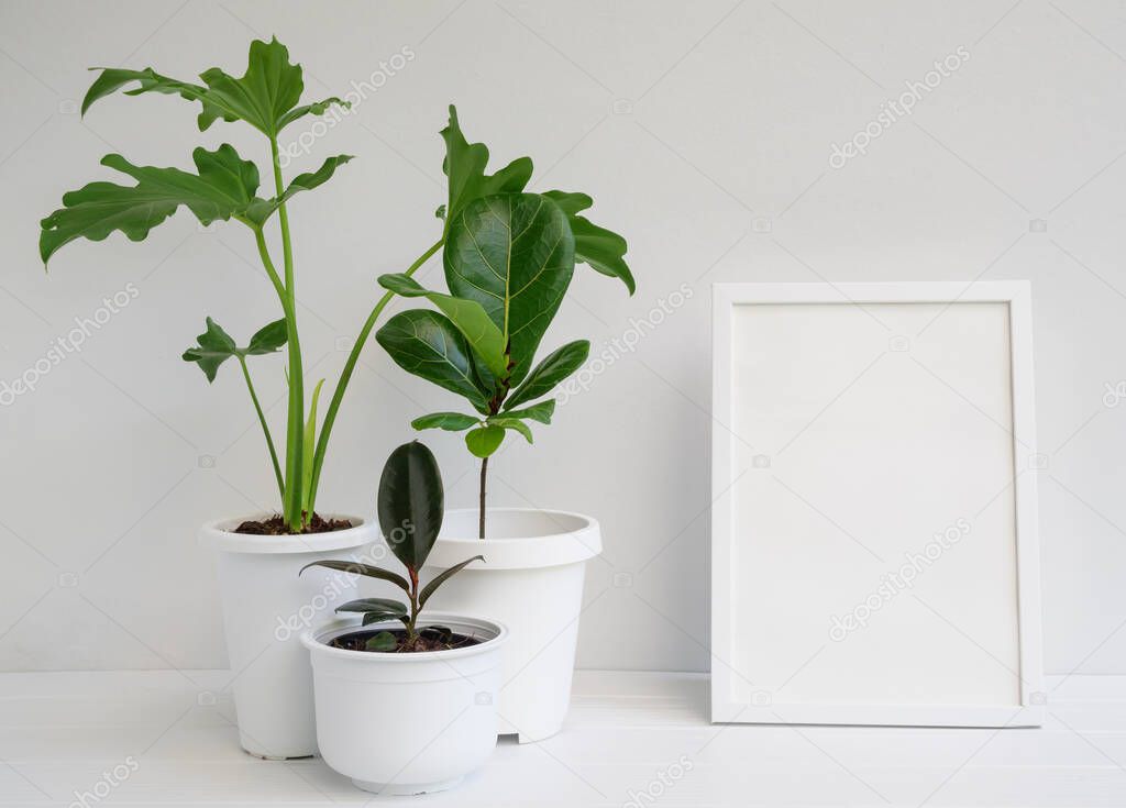 Mock up photo frame and house plants in modern stylish container on white wooden table in white room interior,natural air purify with Philodendron selloum,Rubber plant,Ficus Lyrata