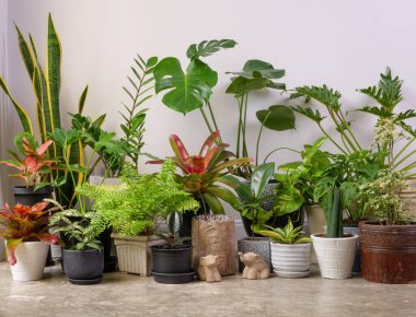 Çimento zemininde modern konteynırlarda çeşitli ev bitkileri, beyaz odada fil heykeli, Monstera, Philodendron selloum, Kaktüs, Aroid palmiyesi, Zamioculcas zamifolia, Ficus Lyrata, benekli beşik, yılan deseni