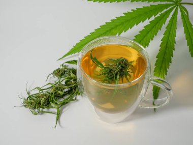Esrar, bitkisel çay fincanı, marihuana taze yeşil yapraklar ve beyaz arka planda cam bardakta tomurcuk, CBD tıbbi içecek.