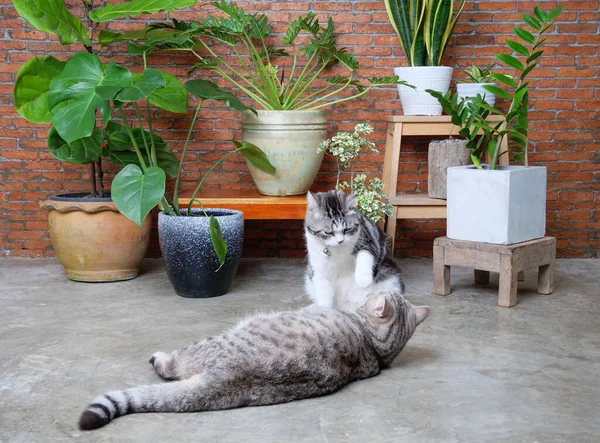 Deux Beaux Chats Heureux Jouant Dans Mur Intérieur Salon Brique — Photo