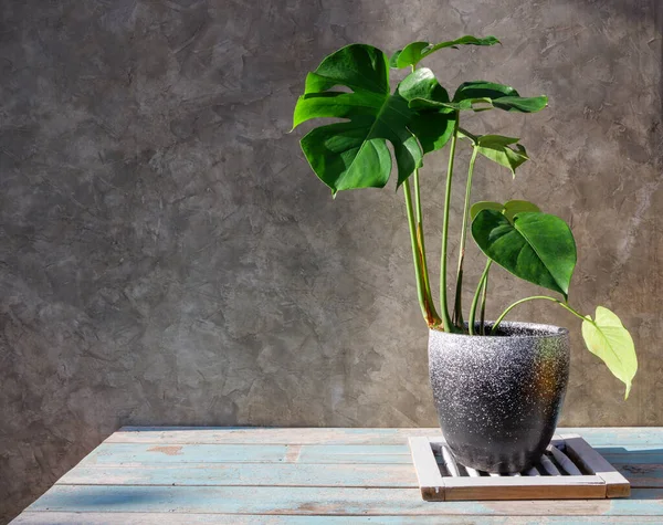 Monstera,Swiss cheese plant, Window plant botanical tropical house plant in modern container  on grunge wood table and cement loft wall background,exotic plant for interior