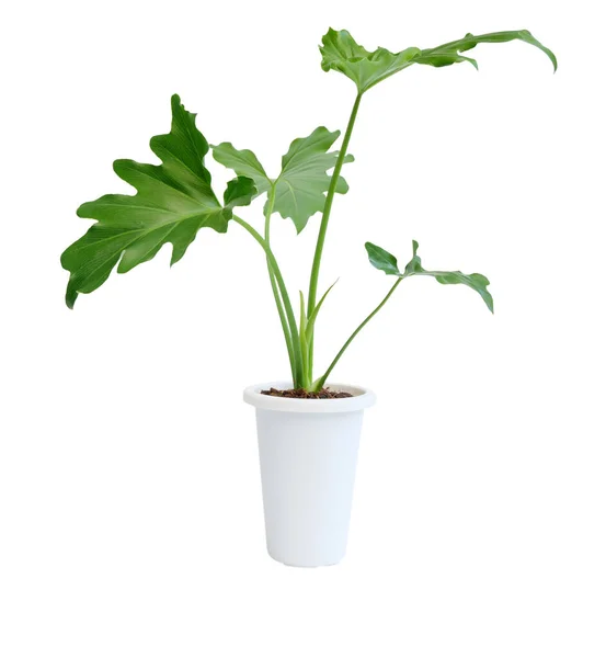 Philodendron Selloum Botanische Tropische Huis Plant Moderne Witte Pot Geïsoleerd — Stockfoto