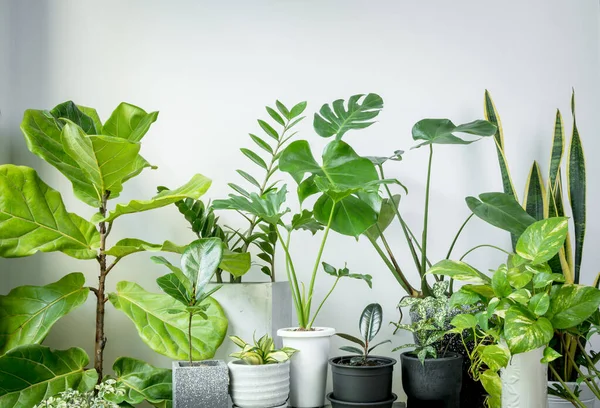 Várias Plantas Casa Contêiner Elegante Moderno Sala Branca Natural Purificar — Fotografia de Stock