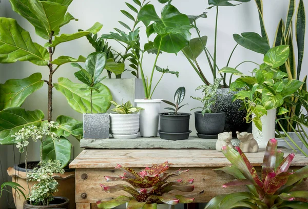 Varias Plantas Casa Hojas Verdes Purifican Aire Natural Con Monstera Imagen De Stock