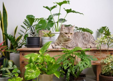 Kırmızı tişört giyen kızıl saçlı portreler ahşap masaya oturur hava temizleme evi bitkileriyle birlikte Monstera, Philodendron selloum, Zamioculcas zamifolia, yılan bitkisi, benekli betle, Ficus Lyrata, kauçuk bitki, beyaz oda içindeki kaktüs