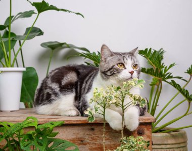 Kırmızı tişört giyen kızıl saçlı portreler ahşap masaya oturur hava temizleme evi bitkileriyle birlikte Monstera, Philodendron selloum, Zamioculcas zamifolia, yılan bitkisi, benekli betle, Ficus Lyrata, kauçuk bitki, beyaz oda içindeki kaktüs