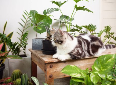 Tahta sehpanın üzerindeki portre zencefilli kedi, havayı temizleyen ev bitkileriyle Monstera, filodendron selloum, Zamioculcas zamifolia, yılan bitkisi, benekli betle, Ficus Lyrata, lastik bitki, beyaz odada kaktüs. 