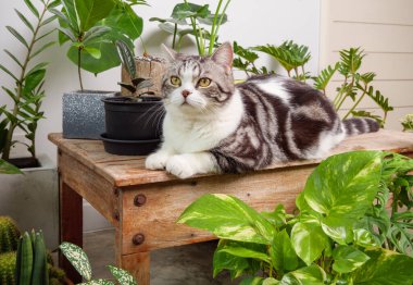 Kırmızı tişört giyen kızıl saçlı portreler ahşap masaya oturur hava temizleme evi bitkileriyle birlikte Monstera, Philodendron selloum, Zamioculcas zamifolia, yılan bitkisi, benekli betle, Ficus Lyrata, kauçuk bitki, beyaz oda içindeki kaktüs