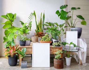 İki boyutlu poster ahşap çerçeve ve Monstera dev botanik ev bitkisi modern oturma odasındaki ahşap masaya dizilmiş ahşap masa.