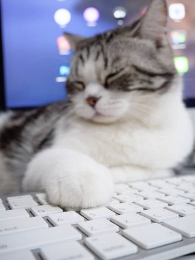 Bilgisayar ve klavyeli çalışma masasında sevimli bir kedi.