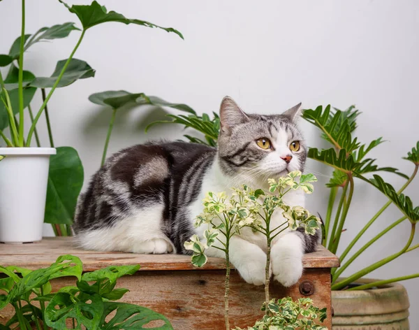 Kırmızı tişört giyen kızıl saçlı portreler ahşap masaya oturur hava temizleme evi bitkileriyle birlikte Monstera, Philodendron selloum, Zamioculcas zamifolia, yılan bitkisi, benekli betle, Ficus Lyrata, kauçuk bitki, beyaz oda içindeki kaktüs