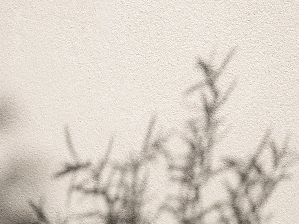 Абстрактная Природа Теней Листьев Размытый Фон Отражаются Над Бетонными Стенами — стоковое фото