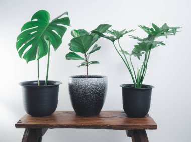 Beyaz odadaki ahşap bankta modern tarz konteynırlarda çeşitli ev bitkileri, Monstera, Philodendron selloum, Ficus Lyrata ahşap bankta beyaz arka plan seti ile doğal hava saflaştırma