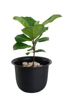 Fiddle Fig (Ficus Lyrata) modern tasarlanmış siyah çiçek saksısında beyaz arka planda izole edilmiş egzotik yeşil yapraklar ağacı.
