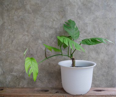 Yerli Monstera (Epipremnum pinnatum) Ahşap raf beton duvarında yeşil saksı bitkisi, tropikal konaklama bitkisi her zaman yeşil asmalar çalıları temizler ve iç dekorasyon