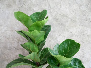 Fiddle Fig ya da ficus lyrata yeşil yapraklarını kopyalama alanı olan beton duvar arkaplanının üzerine kapat