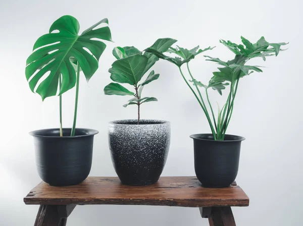 Beyaz odadaki ahşap bankta modern tarz konteynırlarda çeşitli ev bitkileri, Monstera, Philodendron selloum, Ficus Lyrata ahşap bankta beyaz arka plan seti ile doğal hava saflaştırma