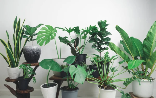 Çeşitli ev bitkileri güzel yeşil yapraklar doğal havayı Monstera, filodendron selloum, Zamioculcas zamifolia, yılan bitkisi, beyaz arka planda benekli betle temizler.