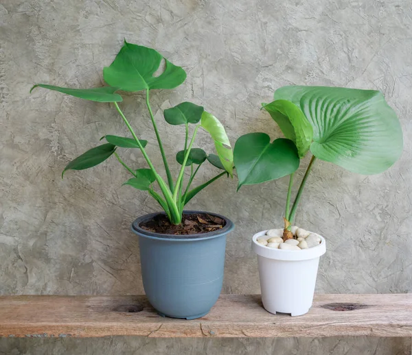 Monstera Deliciosa yaprağı ve Proiphys amboinensis ev bitkisi mavi beyaz modern demlikte çimento duvarlı ahşap rafta.