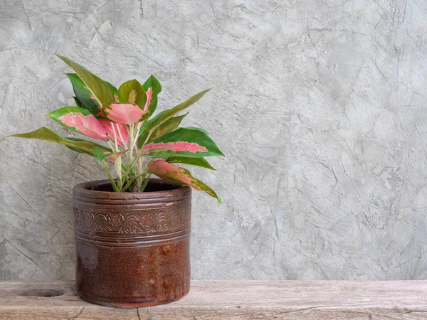 Aglaonema Houseplant Chinese Evergreen Contenedor Vintage Estante Rústico Madera Con — Foto de Stock