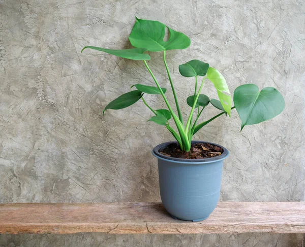 Monstera Deliciosa yaprak ev bitkisi mavi modern demlikte kırsal ahşap rafta çimento duvar arka planında