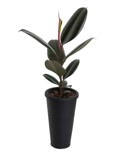 Rubber Plant Ficus Elastica Modern Ontworpen Zwarte Lange Bloempot Geïsoleerd — Stockfoto