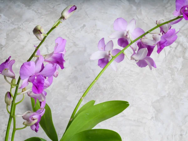 Beautiful Purple Orchid Flowers Leave Concrete Wall Background — Stock Photo, Image