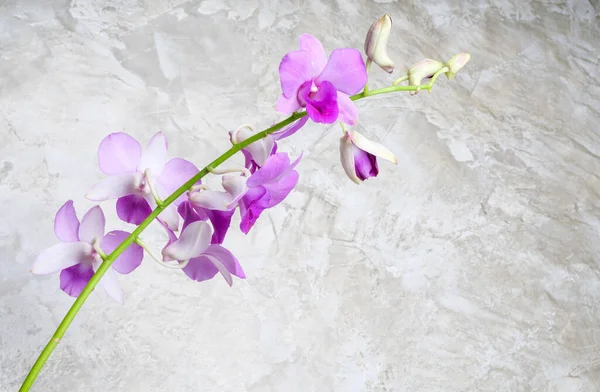 Beautiful Purple Orchid Flowers Concrete Wall Background — Stock Photo, Image