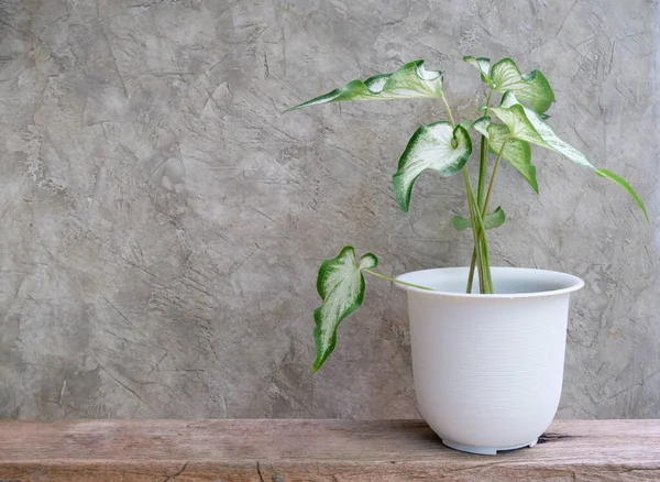 Aglaonema white and green leaves houseplant(Chinese Evergreen) in modern white  container  on wood table with cement wall background