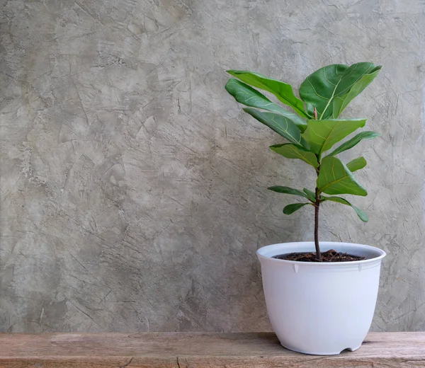 Plantas Casa Moderno Elegante Contenedor Blanco Sobre Mesa Madera Blanca — Foto de Stock